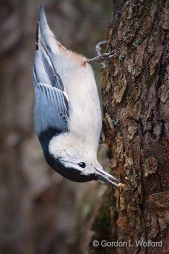 Nuthatch With A Snack_52055.jpg - White-breasted Nuthatch (Sitta carolinensis) photographed at Ottawa, Ontario - the capital of Canada.